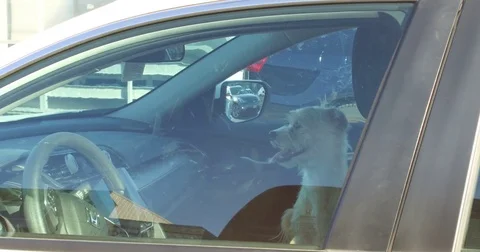 Dog locked in hot car in summer heat Stock Footage