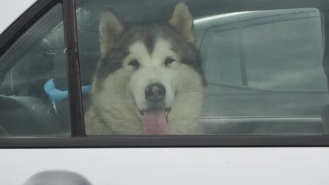 Dog is locked inside the car Stock Footage 111530721