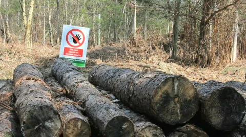 Dog on log pile Stockbeeldmateriaal 690956