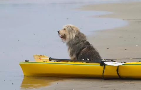 Dog Longing to go Boating Stock Photos