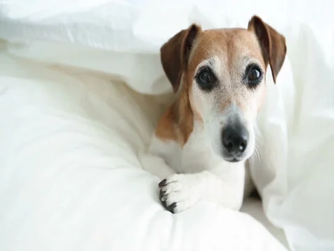 Dog look bed sleep Vídeo Stock 75885013