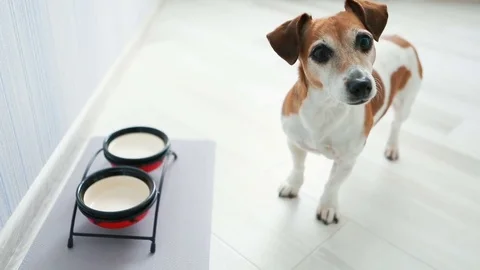 Dog look bowls empty Vídeo Stock 73535948