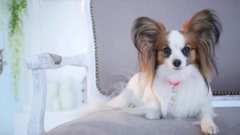 The dog look in camera on the sofa of a luxurious house, close-up. 動画素材 82875952