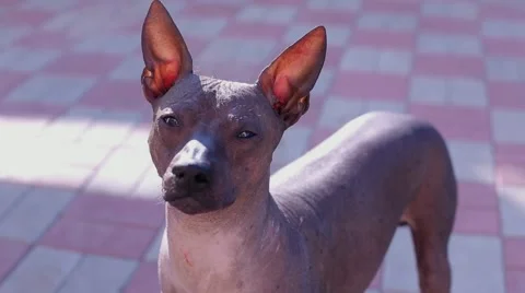 Dog look at the camera in the yard Stock Footage 53738843