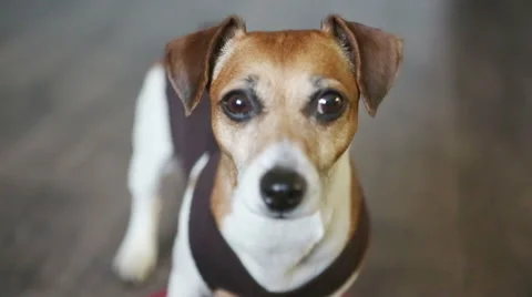 Dog look Vídeo Stock 45862547