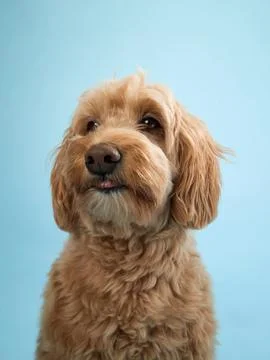 Dog looking ahead with focused expression Stock Photos