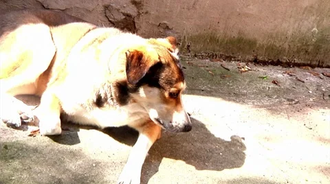 Dog looking around Stock Footage 8686926