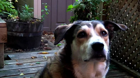 Dog looking around Stock Footage 8686984