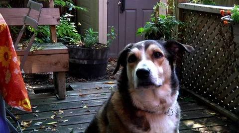 Dog looking around Stock Footage 8687024