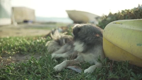 Dog looking around Stock Footage 80222550