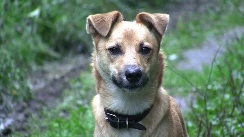 Dog is looking around Stock Footage 83844202