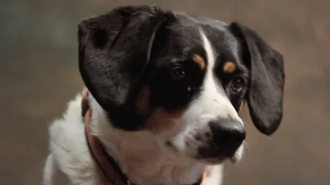 Dog looking attentive Stock Footage 91375998