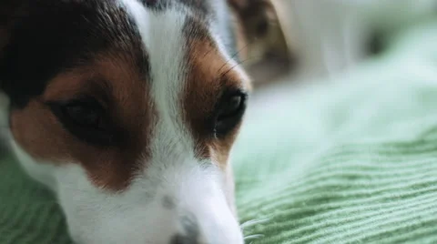 Dog looking away Stock Footage 68756156