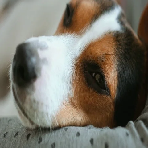 Dog looking away Stock-Footage 69560038