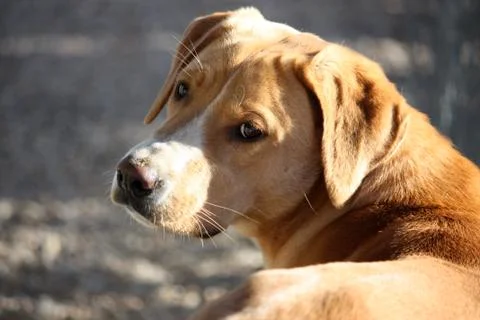 Dog Looking Back Stock Photos