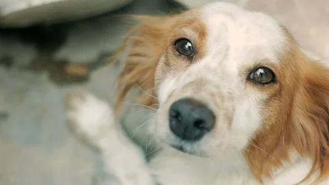 Dog looking the camara Stock Footage 99940625