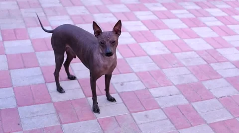 Dog looking at the camera and Vel tail Stock Footage 53874429