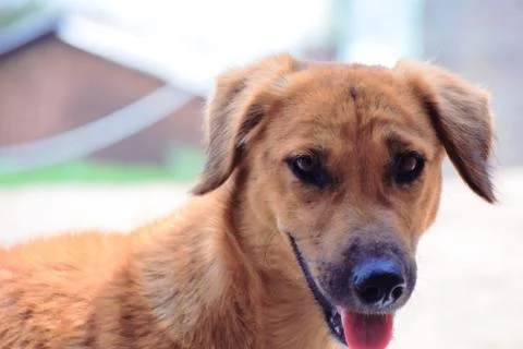 Dog looking in the camera on a blur background Stock Photos