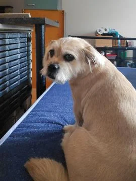 Dog Looking at Camera Close-Up 스톡 사진
