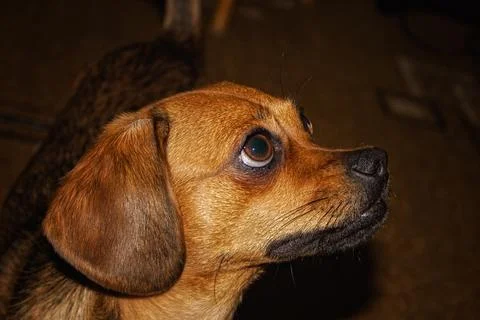 Dog looking at the camera in a dark room. Dog portrait. Stock Photos