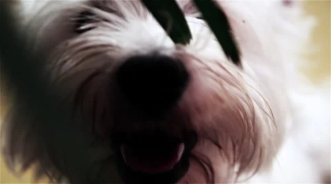 Dog looking at the camera Stock Footage 49333222