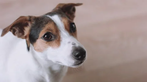 Dog looking at camera Stock Footage 68754314