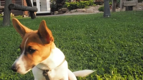 DOG LOOKING CAMERA Stock Footage 97525410