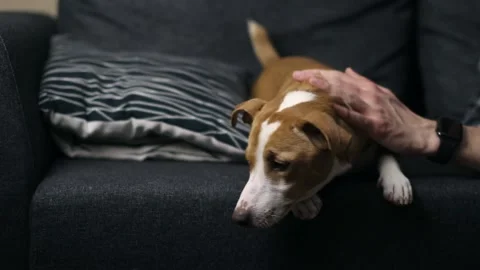 A dog looking at the camera Stock Footage 150169150