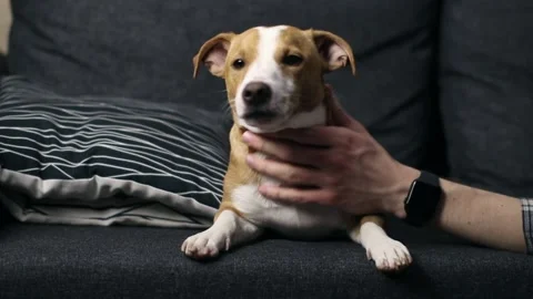 A dog looking at the camera Stock Footage 150169499