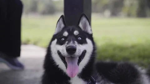 A dog looking at the camera Stock Footage 155395826