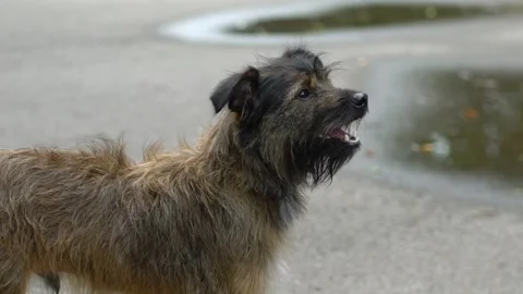 A dog looking at the camera Stock Footage 155397276