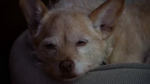 A dog looking at the camera Stock Footage 155400940