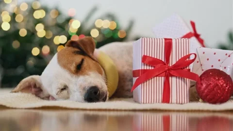 A dog looking at the camera 库存影片 156848819