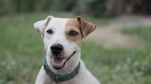 A dog looking at the camera 库存影片 157868150