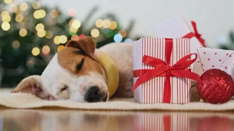 A dog looking at the camera 库存影片 157872035