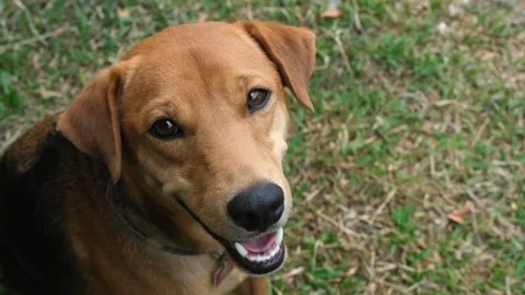 A dog looking at the camera Vídeos de archivo 157872561