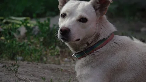 Dog looking at the camera 動画素材 242721920