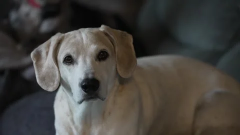 Dog looking at camera Stock Footage 243399156