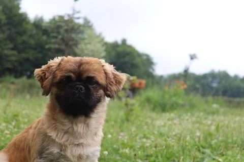 A dog looking at the camera in the forest Stock Photos