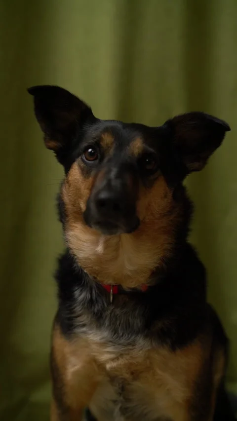 Dog Looking at Camera Lick Slow Motion Vertical Social Stock Footage 152983605