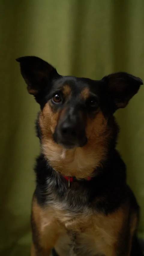 Dog Looking at Camera lick in Slow Motion Vertical Social Stock Footage 152986478