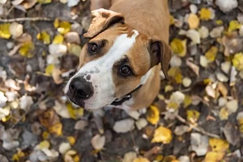 Dog looking up at camera outdoors Stock Photos