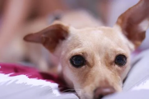 Dog looking at camera 写真素材