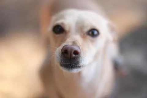 Dog looking at camera Stock Photos