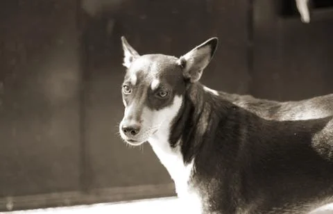 Dog looking at the camera Stock Photos