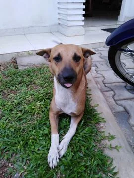 Dog looking at the camera Stock Photos