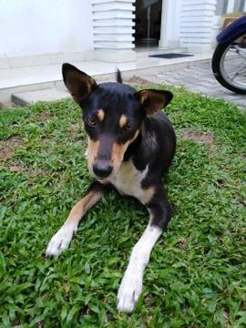 Dog looking at the camera Stock Photos