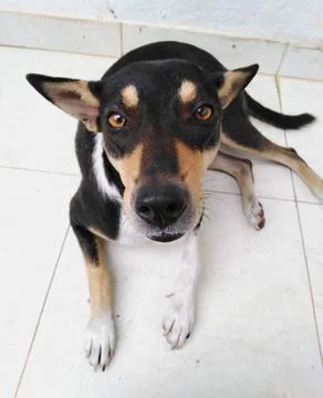 Dog looking at the camera Stock Photos