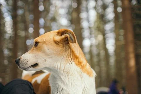 A dog looking at the camera Stock Photos