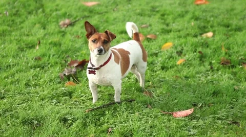 Dog looking at the camera, playful funny, cute dog shakes her head and wonders Stock Footage 45159233